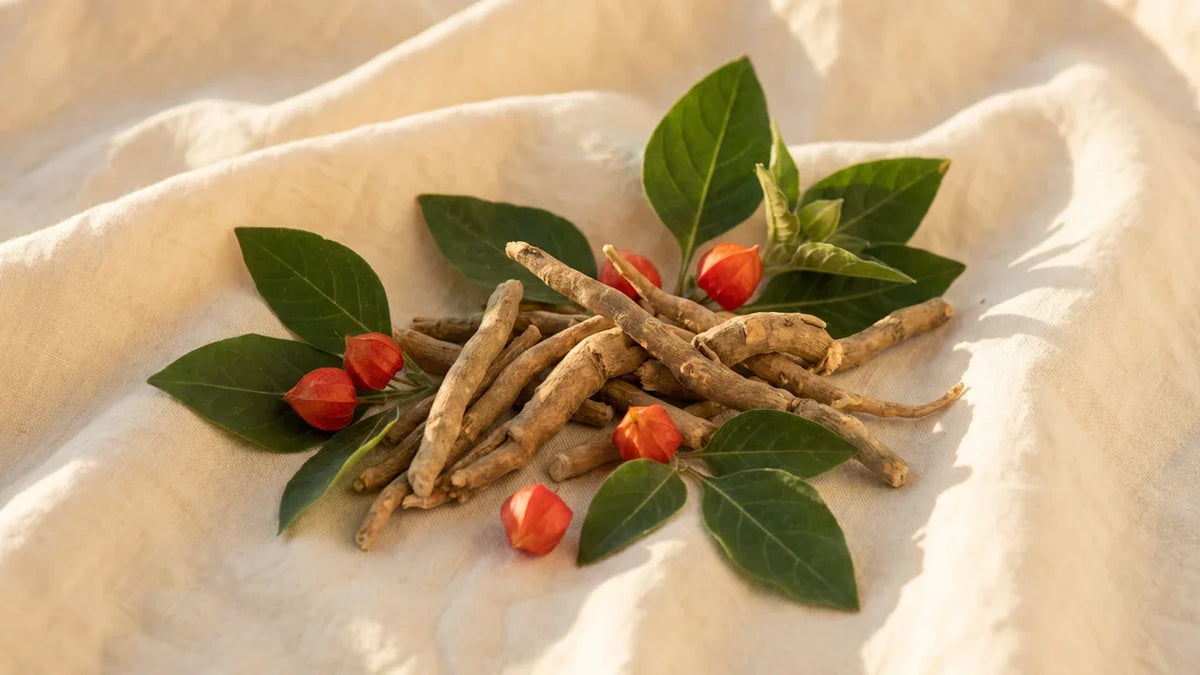 Ashwagandha na wypalenie zawodowe - korzeń Withania somnifera makro - blog Cizena